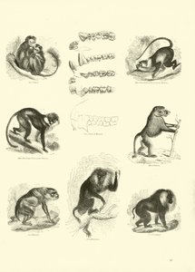 Pagina dal Museo Illustrato della Natura Animata da English School