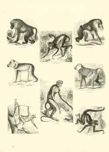Pagina dal Museo Illustrato della Natura Animata da English School