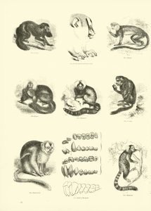 Pagina dal Museo Illustrato della Natura Animata da English School