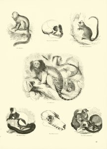 Pagina dal Museo Illustrato della Natura Animata