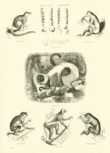 Pagina dal Museo Illustrato della Natura Animata da English School