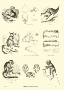 Pagina dal Museo Illustrato della Natura Animata
