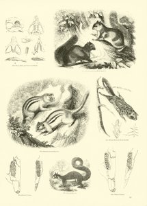 Pagina dal Museo Illustrato della Natura Animata da English School