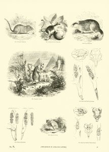 Pagina dal Museo Illustrato della Natura Animata da English School