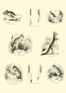Pagina dal Museo Illustrato della Natura Animata da English School