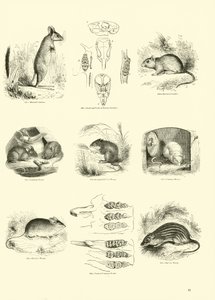Pagina dal Museo Illustrato della Natura Animata da English School