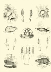 Pagina dal Museo Illustrato della Natura Animata
