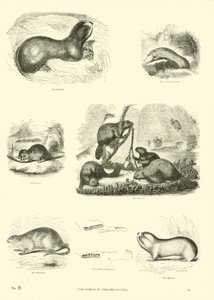 Pagina dal Museo Illustrato della Natura Animata da English School