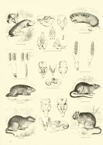 Pagina dal Museo Illustrato della Natura Animata