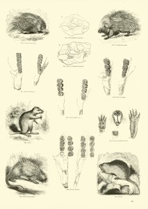 Pagina dal Museo Illustrato della Natura Animata