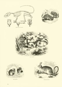 Pagina dal Museo Illustrato della Natura Animata da English School