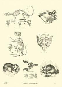 Pagina dal Museo Illustrato della Natura Animata da English School