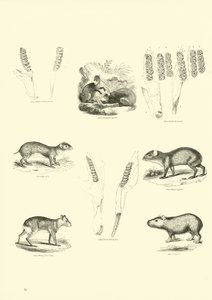 Pagina dal Museo Illustrato della Natura Animata