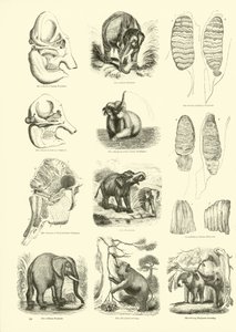 Pagina dal Museo Illustrato della Natura Animata