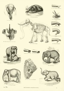 Pagina dal Museo Illustrato della Natura Animata