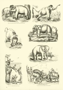 Pagina dal Museo Illustrato della Natura Animata