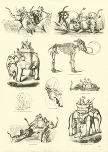 Pagina dal Museo Illustrato della Natura Animata