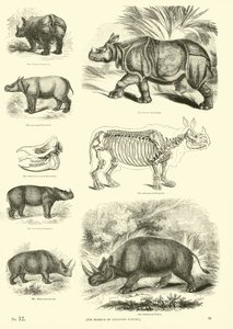 Pagina dal Museo Illustrato della Natura Animata da English School