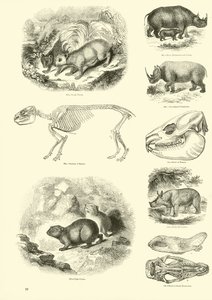 Pagina dal Museo Illustrato della Natura Animata da English School