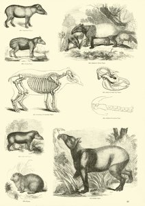 Pagina dal Museo Illustrato della Natura Animata da English School