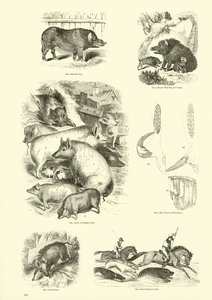 Pagina dal Museo Illustrato della Natura Animata
