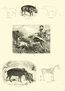 Pagina dal Museo Illustrato della Natura Animata