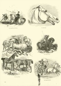 Pagina dal Museo Illustrato della Natura Animata da English School