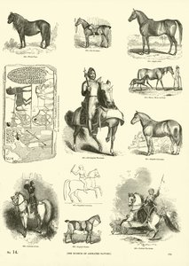 Pagina dal Museo Illustrato della Natura Animata da English School