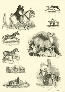 Pagina dal Museo Illustrato della Natura Animata da English School