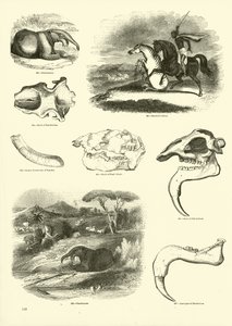 Pagina dal Museo Illustrato della Natura Animata da English School