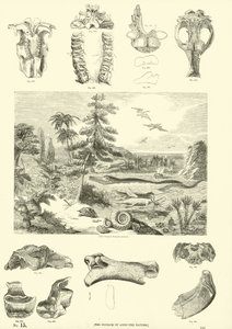 Pagina dal Museo Illustrato della Natura Animata