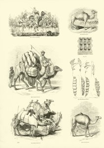 Pagina dal Museo Illustrato della Natura Animata da English School