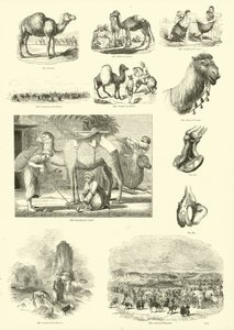 Pagina dal Museo Illustrato della Natura Animata da English School
