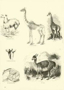 Pagina dal Museo Illustrato della Natura Animata da English School