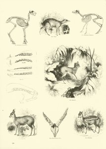 Pagina dal Museo Illustrato della Natura Animata