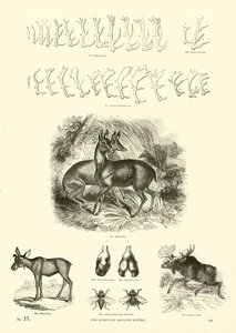 Pagina dal Museo Illustrato della Natura Animata da English School
