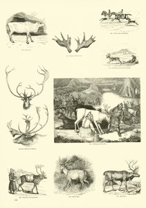 Pagina dal Museo Illustrato della Natura Animata
