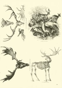 Pagina dal Museo Illustrato della Natura Animata da English School