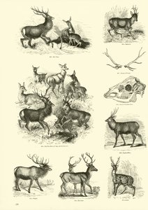 Pagina dal Museo Illustrato della Natura Animata da English School