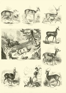 Pagina dal Museo Illustrato della Natura Animata da English School