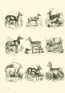 Pagina dal Museo Illustrato della Natura Animata