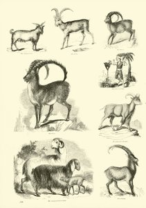 Pagina dal Museo Illustrato della Natura Animata