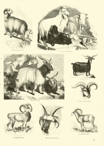 Pagina dal Museo Illustrato della Natura Animata da English School