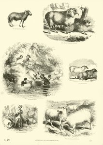 Pagina dal Museo Illustrato della Natura Animata