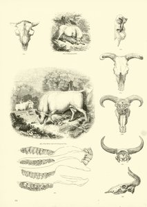 Pagina dal Museo Illustrato della Natura Animata da English School