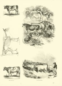 Pagina dal Museo Illustrato della Natura Animata da English School