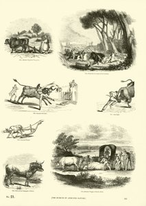 Pagina dal Museo Illustrato della Natura Animata da English School