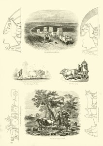 Pagina dal Museo Illustrato della Natura Animata da English School