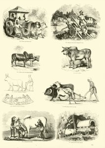 Pagina dal Museo Illustrato della Natura Animata
