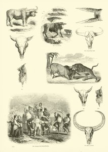 Pagina dal Museo Illustrato della Natura Animata da English School